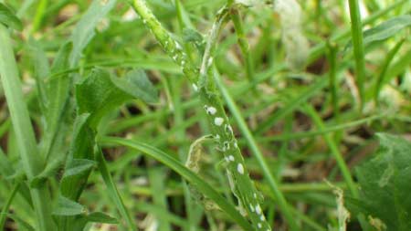 candida-bursa-pastoris