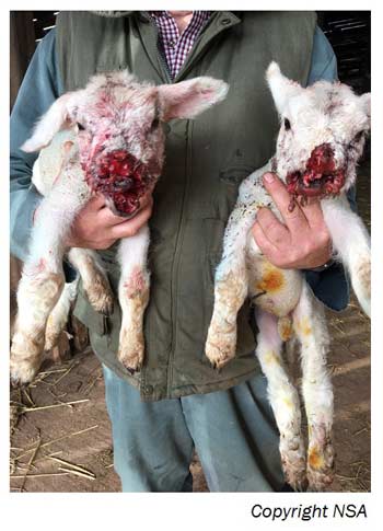 savaged-lambs
