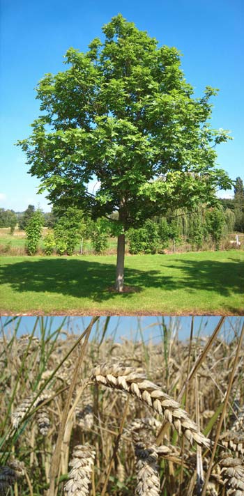 ash tree wheat genome
