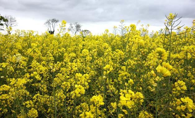 oilseed-rape