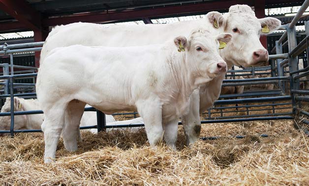 Edenhurst-Georgette-Lisette