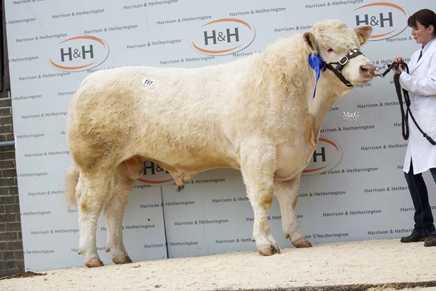 Charolaise-Caylers-Legend-9000gns