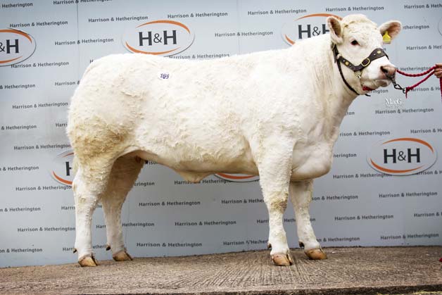 Charolais-Goldies-Julianna