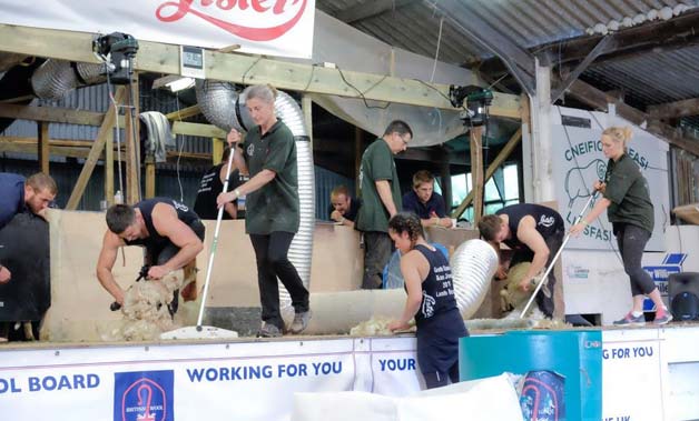 lamb-Shearing-Record