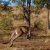 kangaroo
