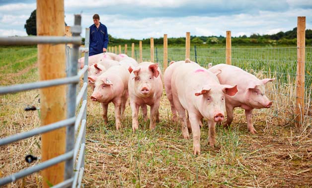 University-Leeds-pig-farm