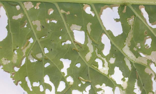 Diamond-back-moth-larvae