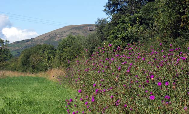 field-margin