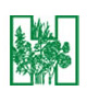 british-herb