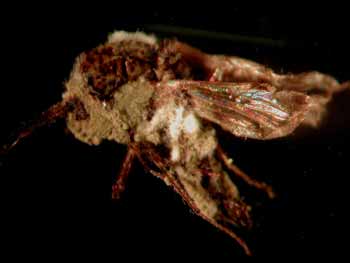 Adult_midge_infected