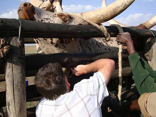 Ankole_cattle