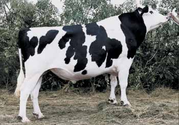 Aquila_Patron_LucenteEX94