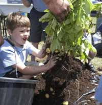 Berkshire_potatoHarvest-2