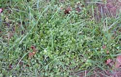 Chickweed