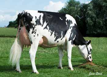 Combwich_Twist_Elly_grazing