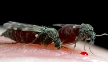 Healthy_adult_midges