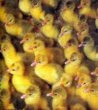 Norfolk_Geese_goslings