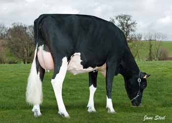 Oakroyal_Asterix_Papoose14