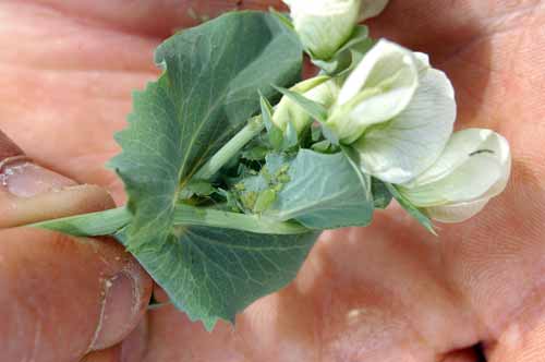 Pea_aphid_colony