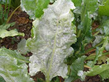 PowderyMildewBCS