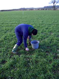 Sampling_Wheat_Bulb_Fly