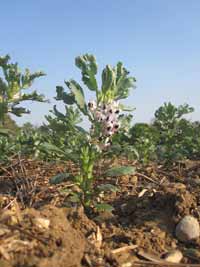 Syngenta_streesedbeans1