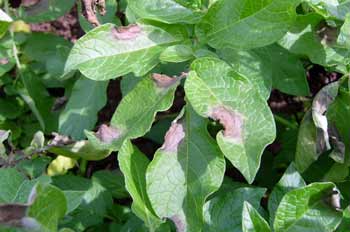 blight_potato