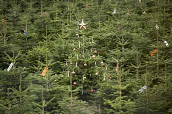 christmas_trees