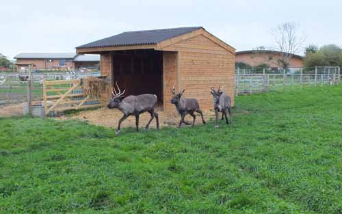 puxton reindeers