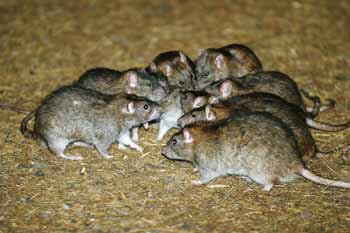 rats