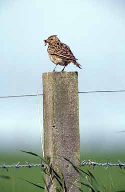 skylark